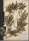 Foto von Salix purpurea L.